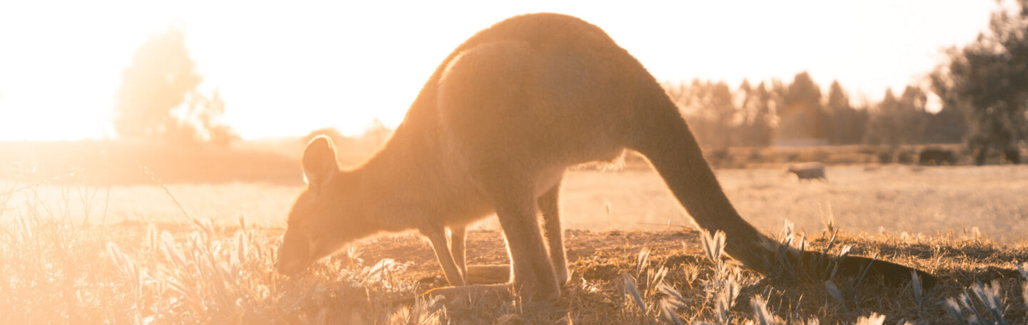 Bosbranden in Australië: dit kun jij doen