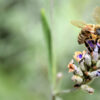 Ben je bang voor wespen, bijen en andere insecten?
