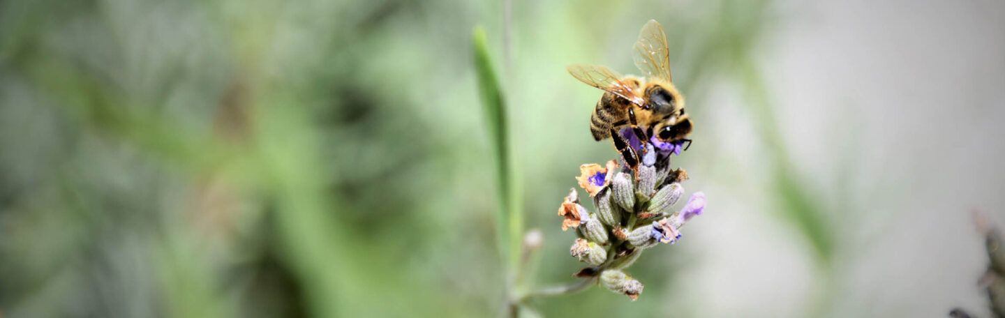 Ben je bang voor wespen, bijen en andere insecten?