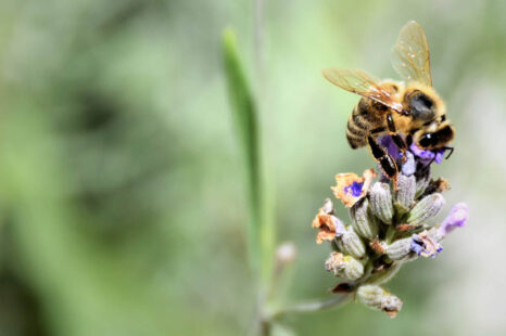 Ben je bang voor wespen, bijen en andere insecten?