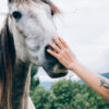 Dit is waarom je gelukkig wordt van paarden