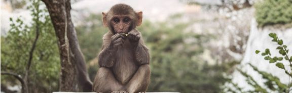 Dieren hebben ook gevoel — wat we daarvan kunnen leren