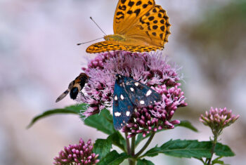 Wist je dat we zonder insecten geen chocola zouden hebben?