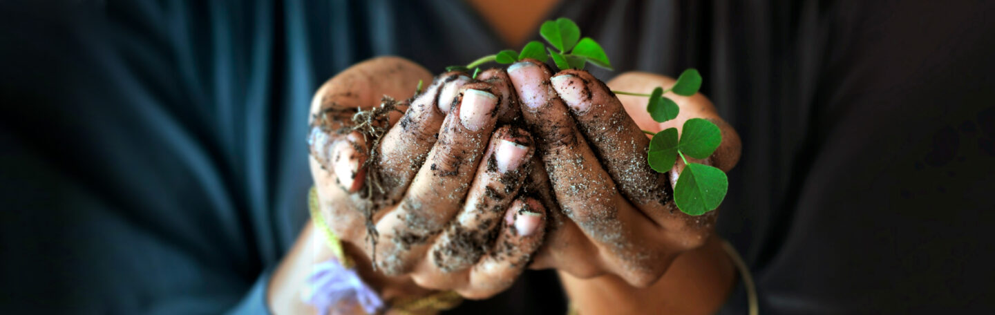 Deze plant past bij jouw sterrenbeeld