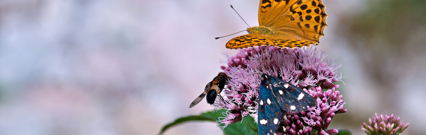 Wist je dat we zonder insecten geen chocola zouden hebben?