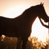 Word je eigen paardenfluisteraar en kom tot rust