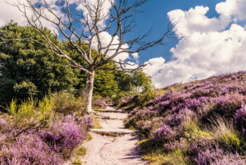 De paden op, de lanen in: dit zijn de mooiste wandelroutes van Nederland