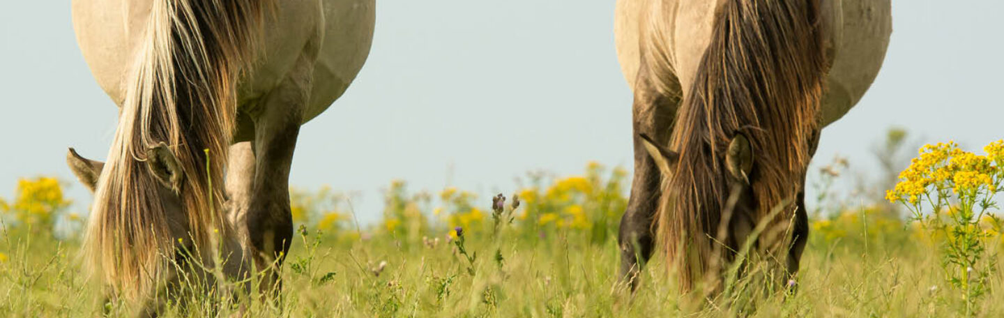 Wat paarden je over innerlijke rust kunnen leren