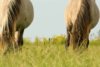 Wat paarden je over innerlijke rust kunnen leren