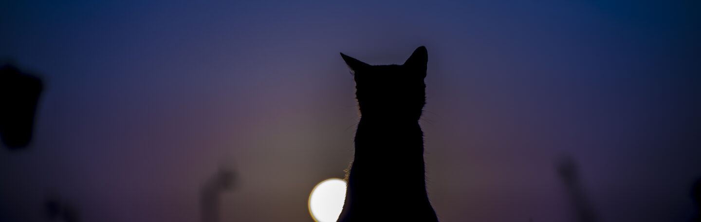Kattenhoroscoop: welk sterrenbeeld heeft jouw kat?