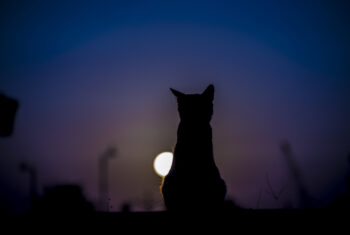Kattenhoroscoop: welk sterrenbeeld heeft jouw kat?
