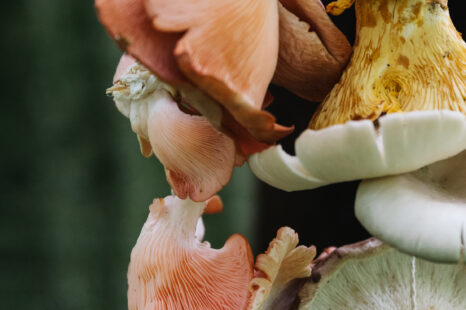 Feest in het bos: vier de Europese dag van de paddenstoel!