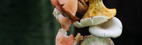 Feest in het bos: vier de Europese dag van de paddenstoel!