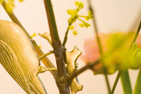 Deze kamerplanten hebben een (genees)krachtige werking