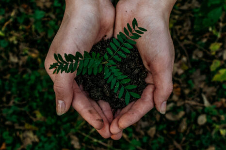 Column Marjolijn van Heemstra: Bomen begrijpen