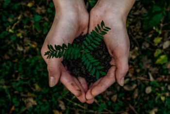 Column Marjolijn van Heemstra: Bomen begrijpen