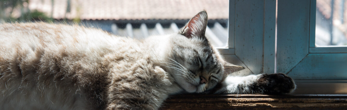 De geheime taal van katten: wat willen ze ons nu eigenlijk vertellen?