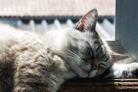 De geheime taal van katten: wat willen ze ons nu eigenlijk vertellen?