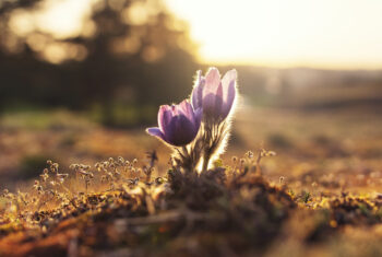 Toe aan een frisse start deze lente? Laat dit stappenplan jouw gids richting verandering zijn