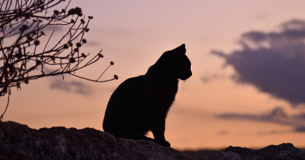 De 5 mooiste levenslessen uit Minoes - Happinez