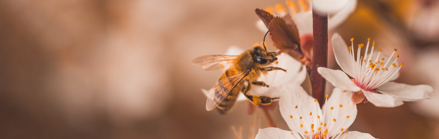 3 tips om je tuin een paradijs voor kleine beestjes te maken