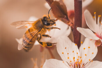 3 tips om je tuin een paradijs voor kleine beestjes te maken