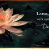 Lotus, zon of de maan: welk symbool past bij jou?