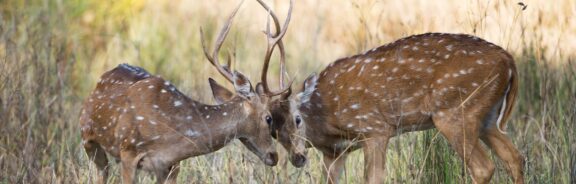 De boodschap van krachtdieren volgens Susan Smit