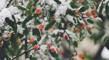 Wanneer begint de winter?