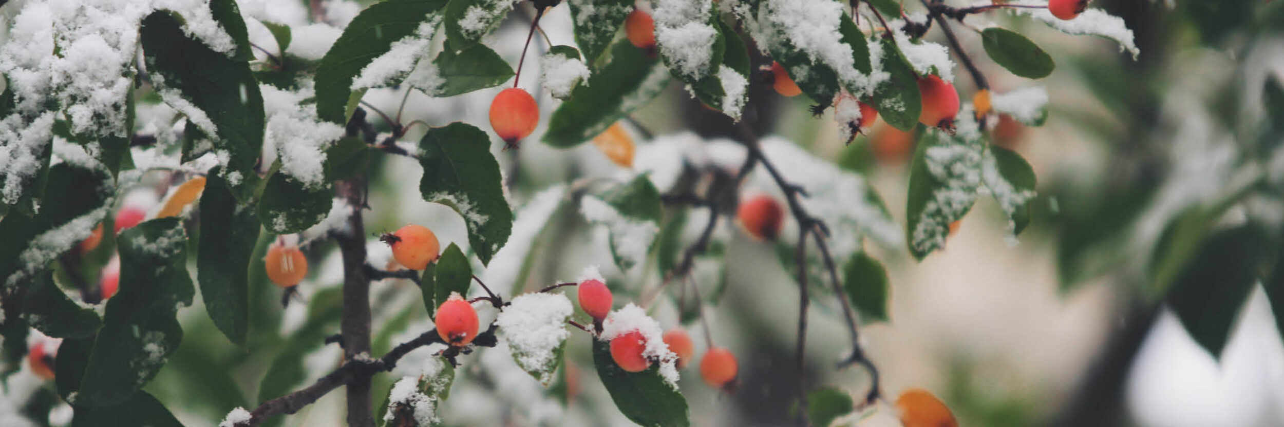 Wanneer begint de winter? Happinez Wanneer begint de winter? Happinez
