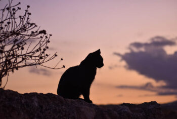 Dit is de spirituele betekenis van de kat