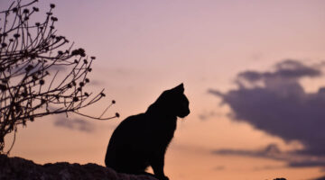 Dit is de spirituele betekenis van de kat