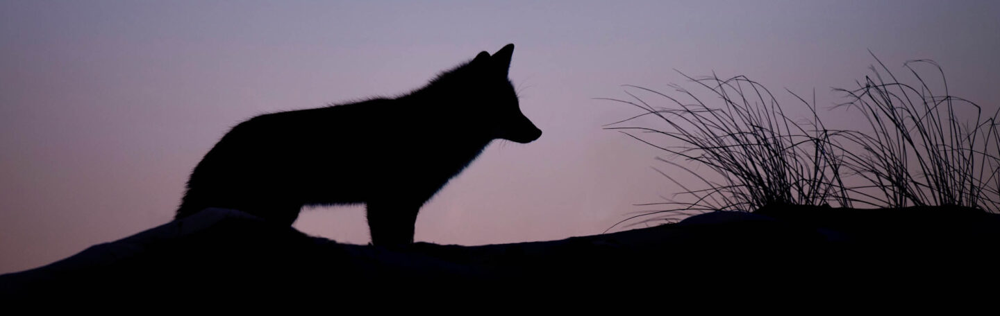 Krachtdieren: dit moet je erover weten