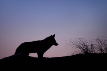 Krachtdieren: dit moet je erover weten