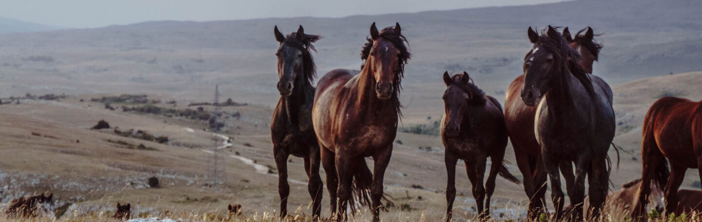 Dit is de spirituele betekenis van het paard