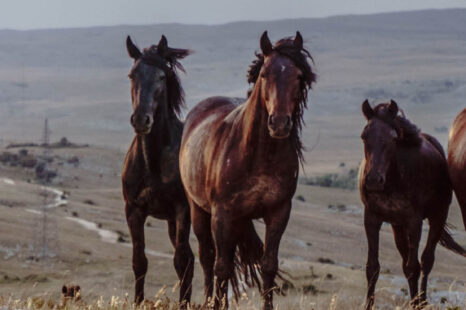 Dit is de spirituele betekenis van het paard