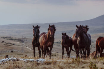 Dit is de spirituele betekenis van het paard