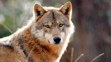 Dit is de spirituele betekenis van de wolf