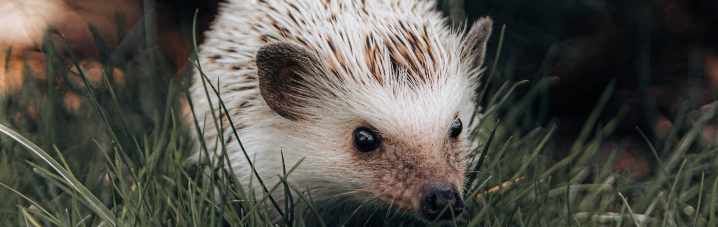 De mooiste levenslessen uit ‘Het verlangen van de egel’