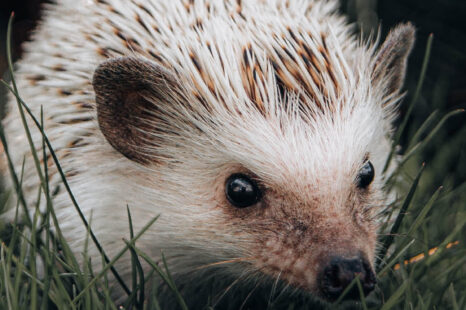 De mooiste levenslessen uit ‘Het verlangen van de egel’