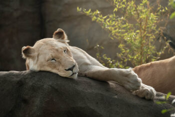 Slaaptype test: ben jij een leeuw, beer of wolf?