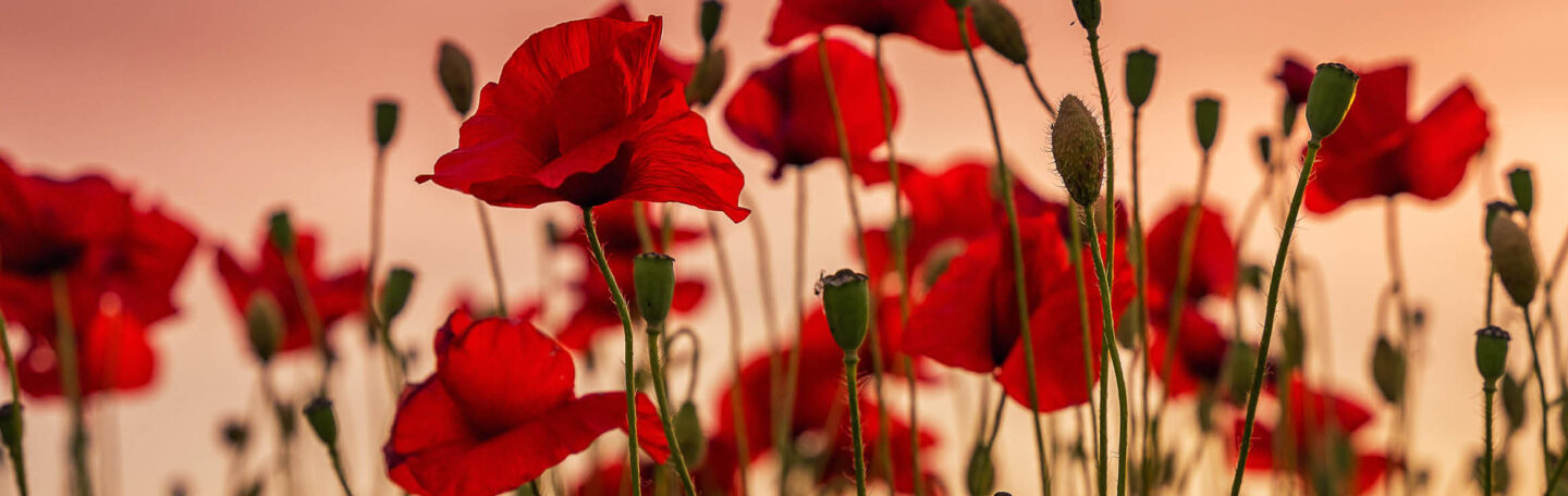 Dit zijn 6 helende wilde planten uit Nederland