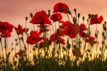 Dit zijn 6 helende wilde planten uit Nederland