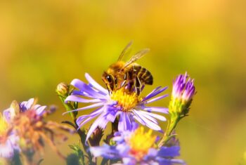 De bij: waarom dit insect zo bijzonder is