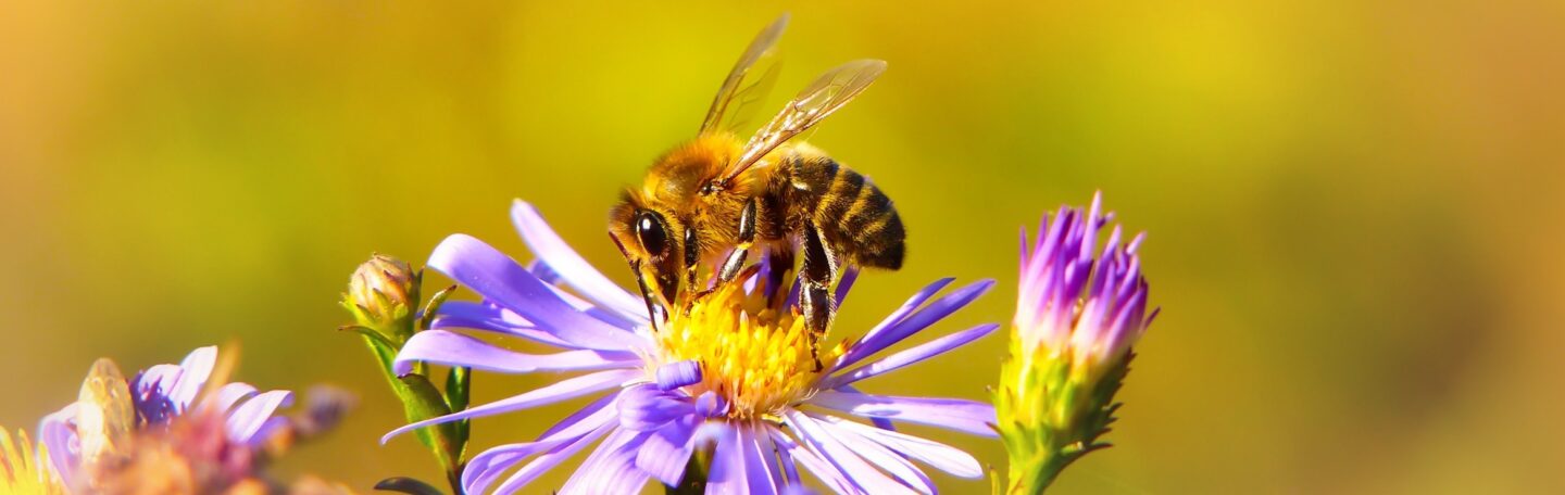 De bij: waarom dit insect zo bijzonder is