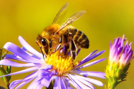 De bij: waarom dit insect zo bijzonder is