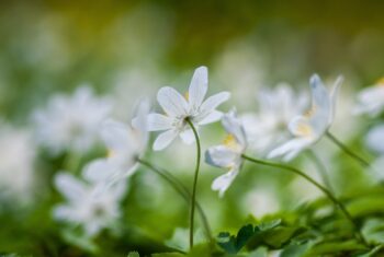 Heksenmonument: witte bloemen voor wijze, vervolgde vrouwen