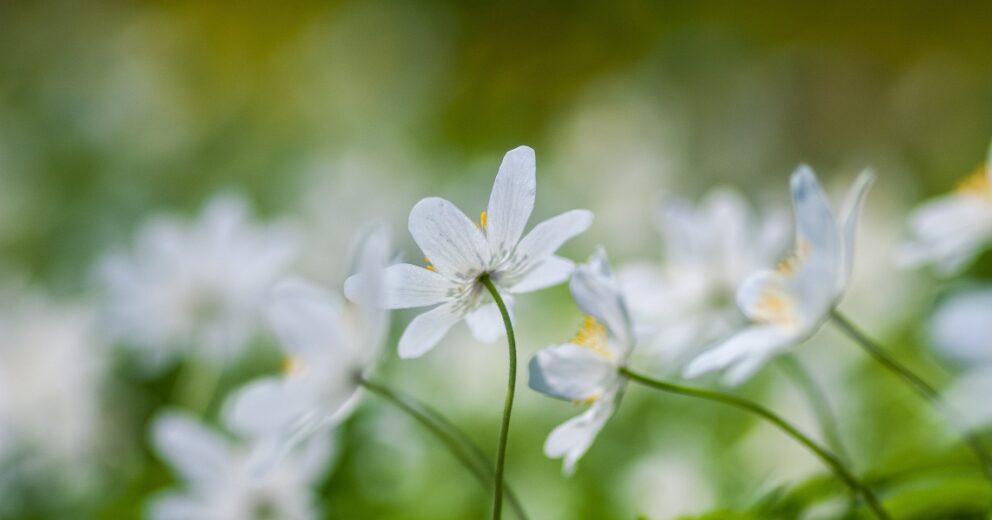 Heksenmonument: leg jij witte bloemen op 3 juni?