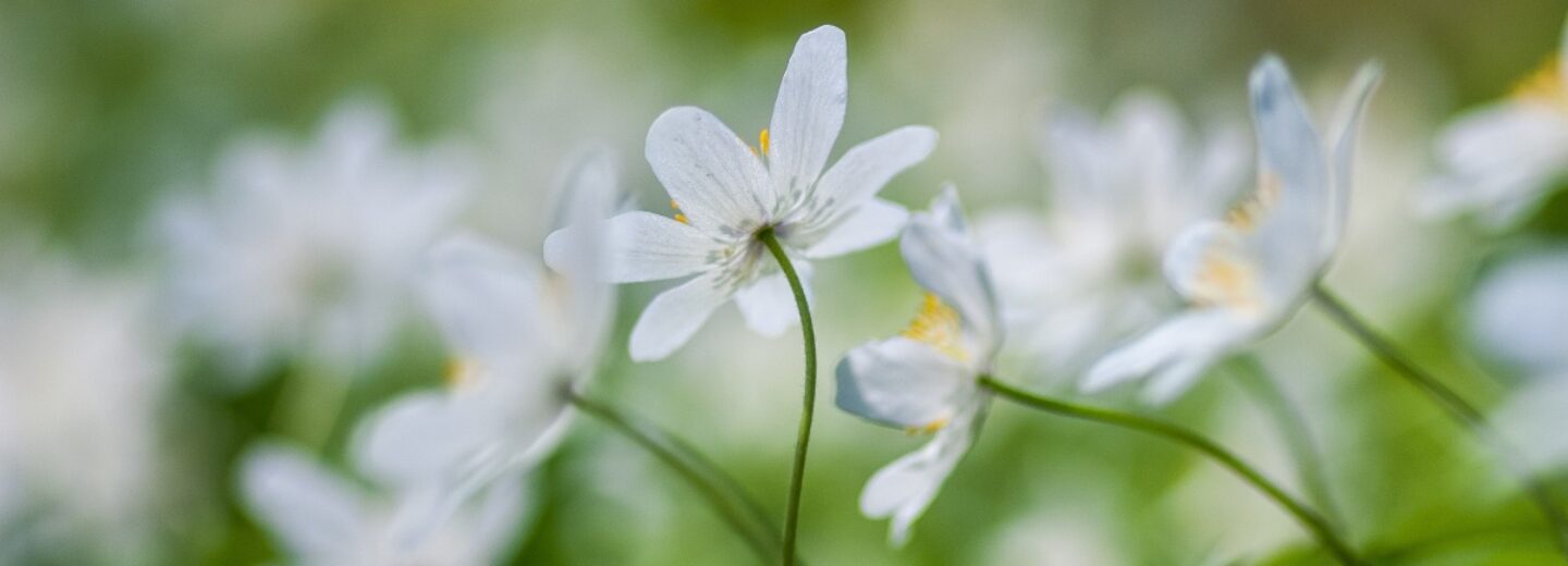 Heksenmonument: leg jij witte bloemen op 3 juni?