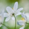 Heksenmonument: witte bloemen voor wijze, vervolgde vrouwen